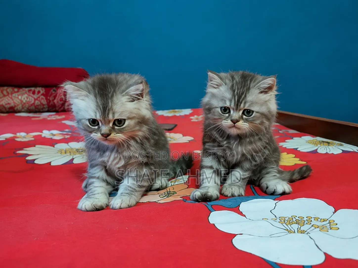 1-3 months Female Purebred Persian