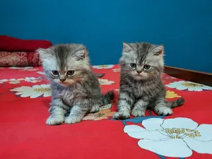 1-3 months Female Purebred Persian