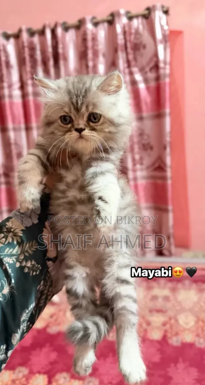 1-3 months Female Purebred Persian