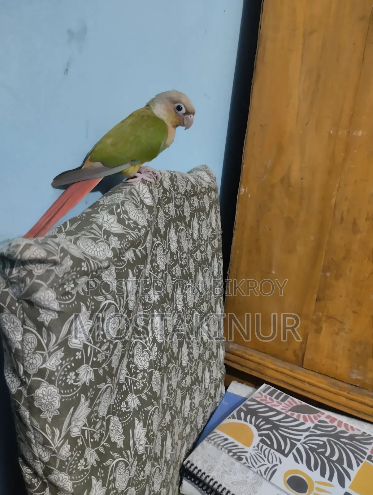 Birds for sale