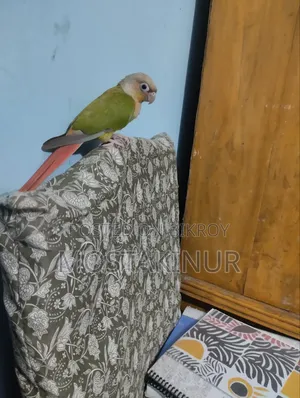 Birds for sale