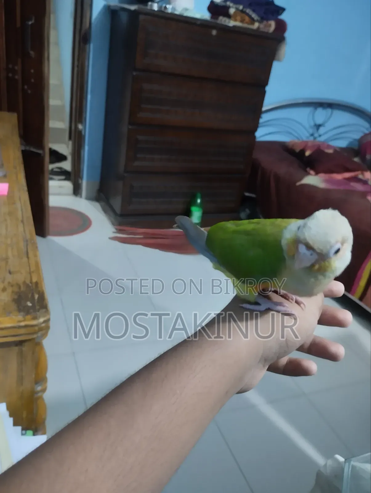 Birds for sale
