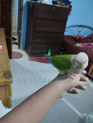 Birds for sale