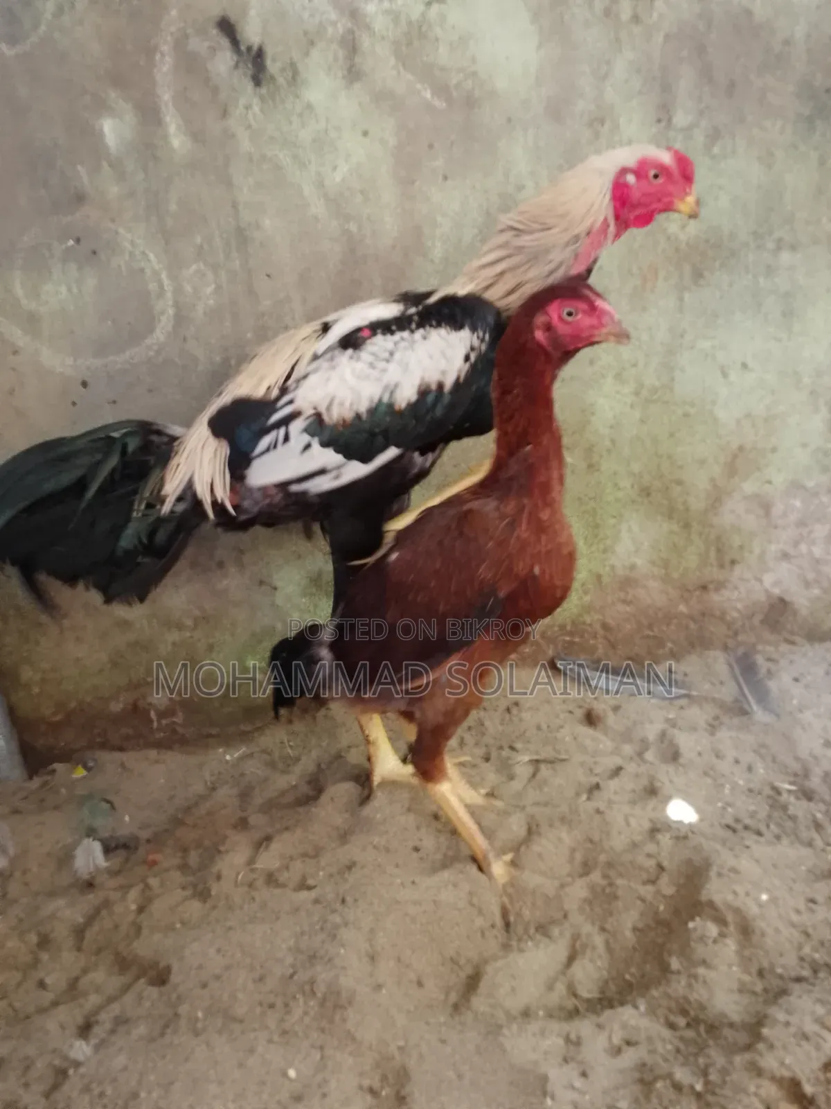 শর্ট নল জাওয়া আসিল জোড়া ৭মাস বয়সী
