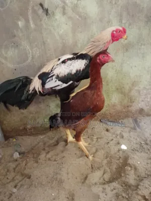 শর্ট নল জাওয়া আসিল জোড়া ৭মাস বয়সী