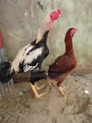 শর্ট নল জাওয়া আসিল জোড়া ৭মাস বয়সী