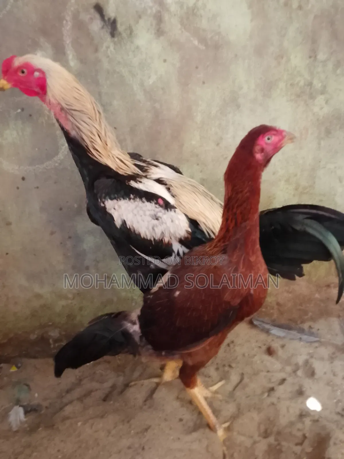 শর্ট নল জাওয়া আসিল জোড়া ৭মাস বয়সী