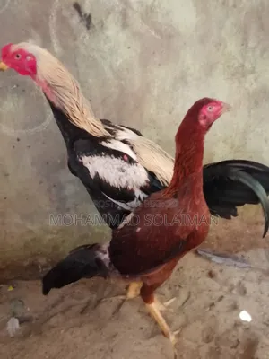 শর্ট নল জাওয়া আসিল জোড়া ৭মাস বয়সী