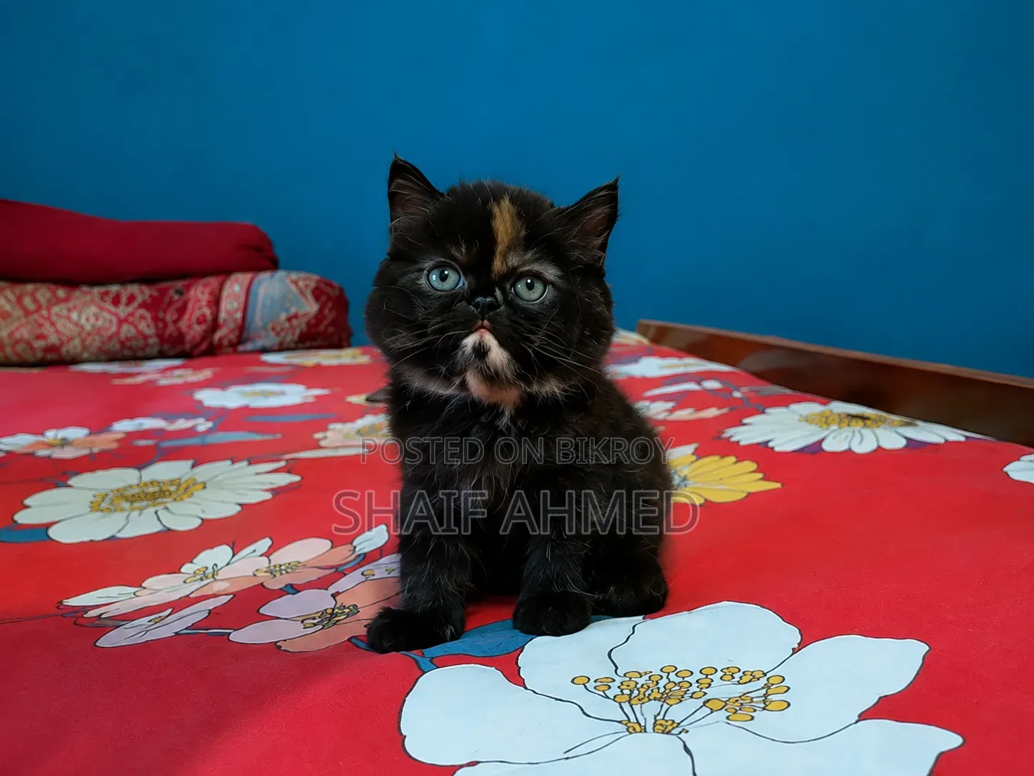 1-3 months Female Purebred Persian