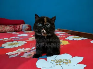 1-3 months Female Purebred Persian
