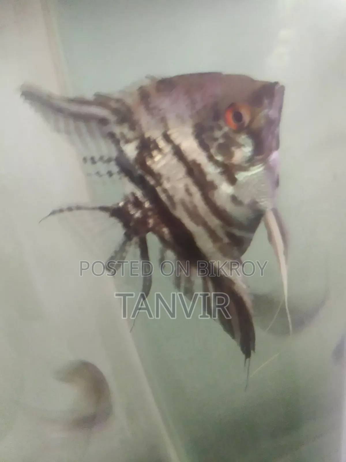 Angel Fish