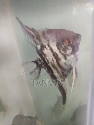 Angel Fish
