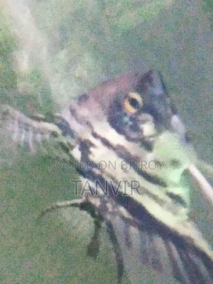 Angel Fish