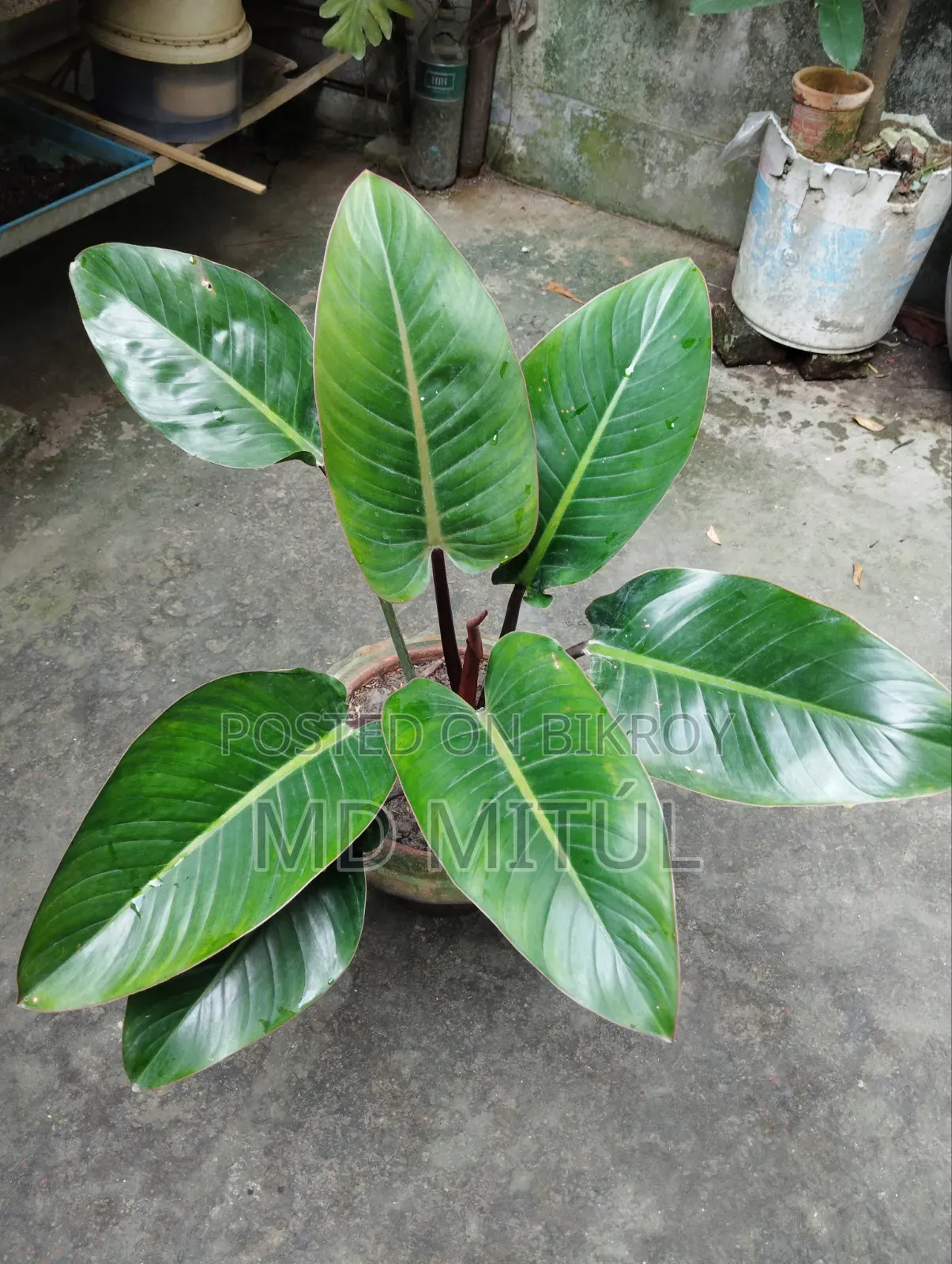 Philodendron Rojo Congo