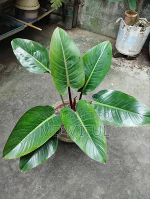 Philodendron Rojo Congo