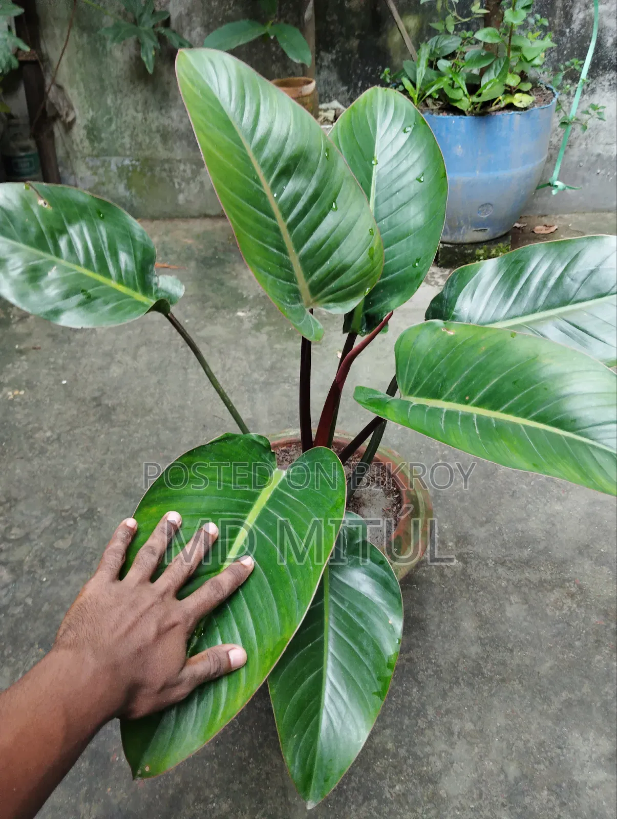 Philodendron Rojo Congo