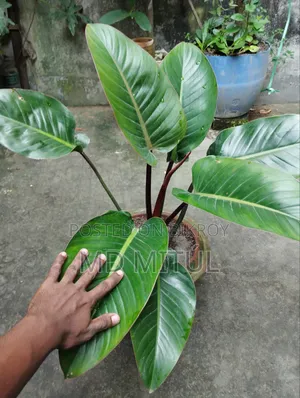 Philodendron Rojo Congo