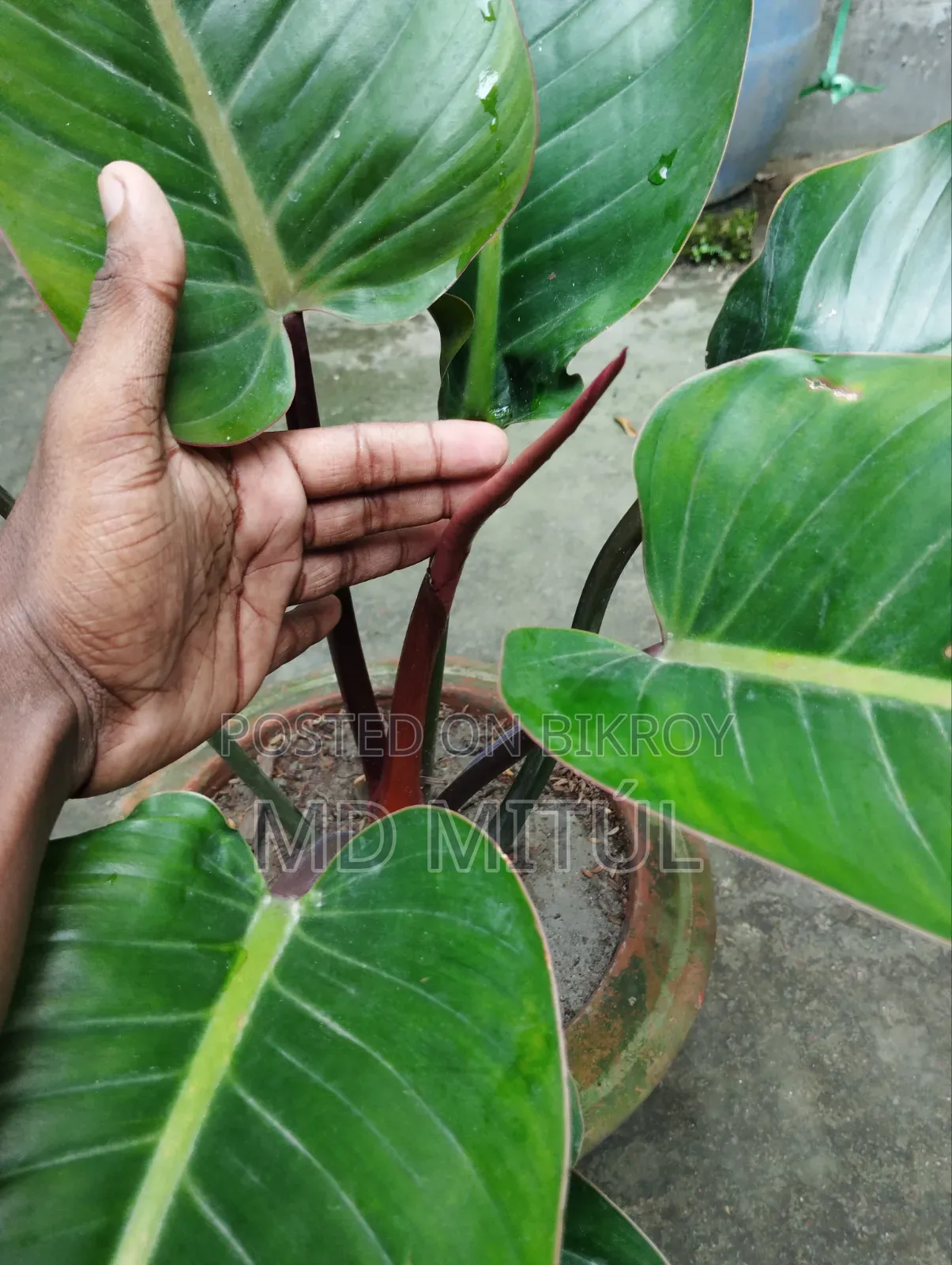 Philodendron Rojo Congo
