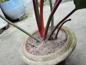 Philodendron Rojo Congo