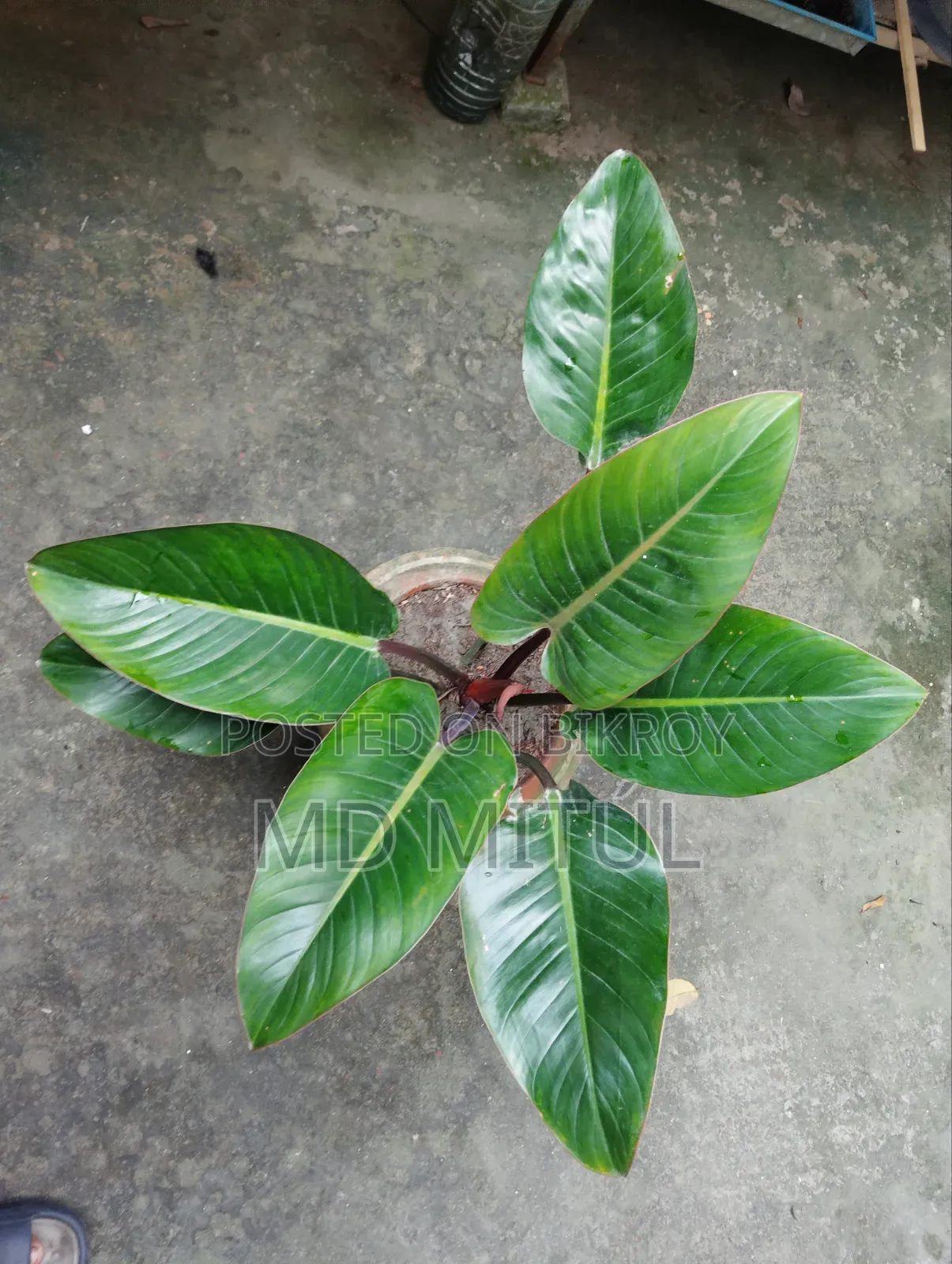 Philodendron Rojo Congo