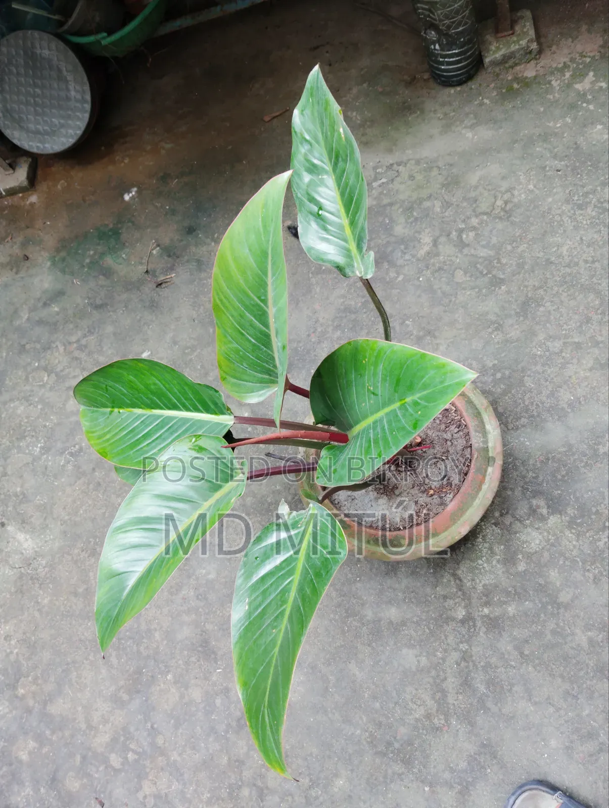Philodendron Rojo Congo