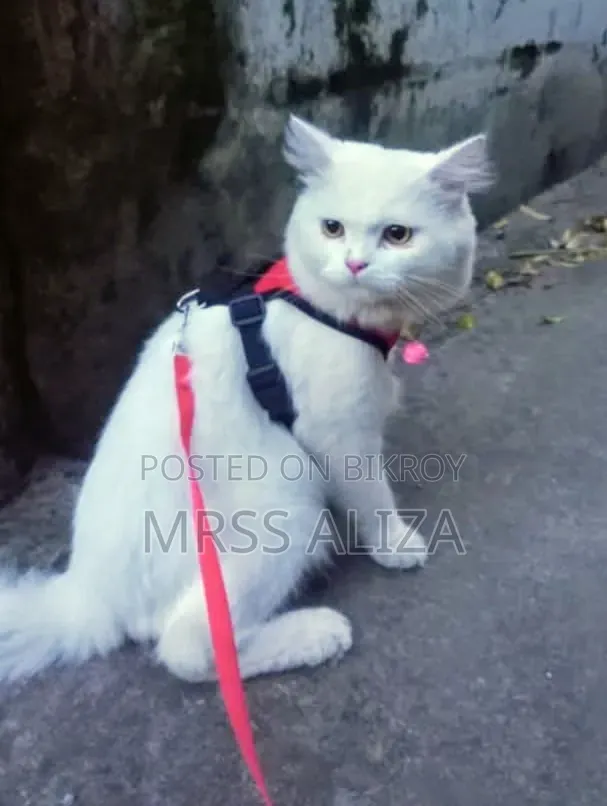 3-6 months Male Purebred Persian