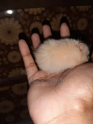 Syrian Hamster Available