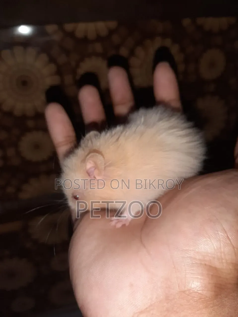 Syrian Hamster Available