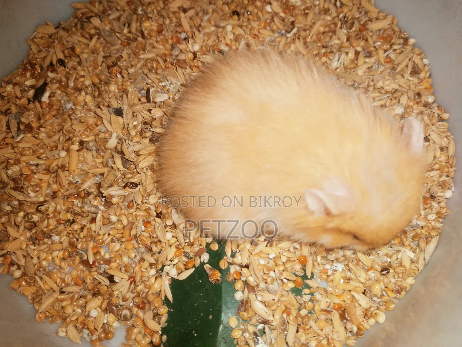 Syrian Hamster Available