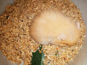 Syrian Hamster Available