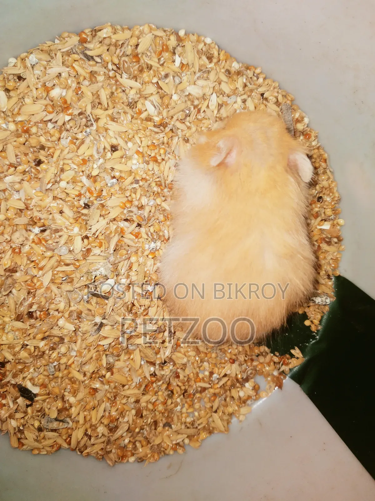 Syrian Hamster Available