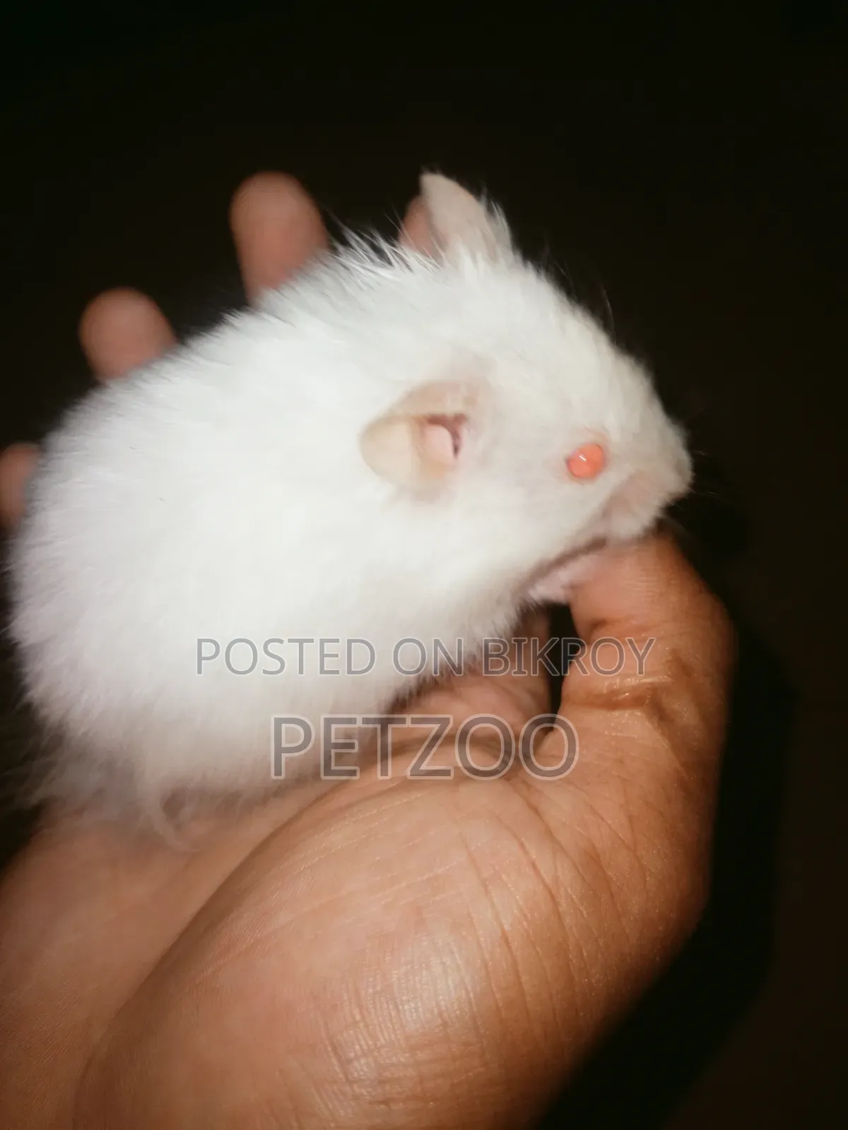 Syrian Hamster Available