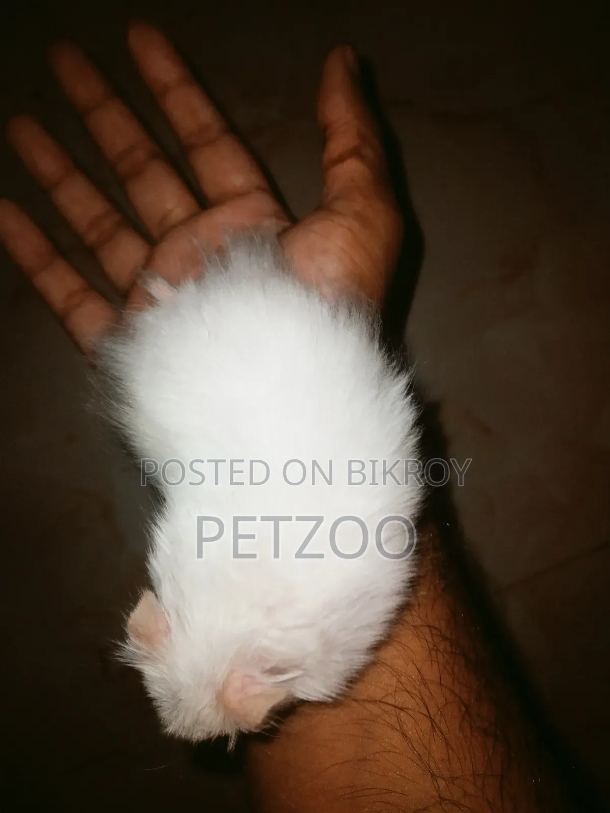 Syrian Hamster Available