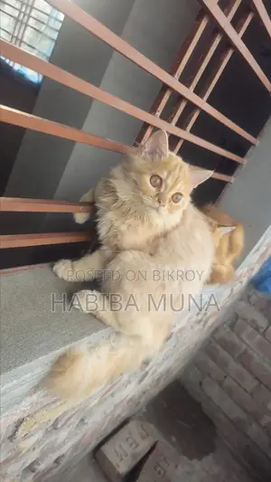 3-6 Months Male Purebred Persian