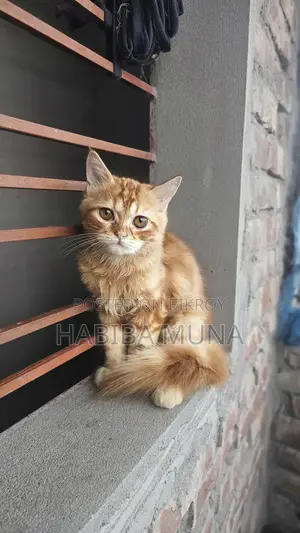 3-6 Months Male Purebred Persian