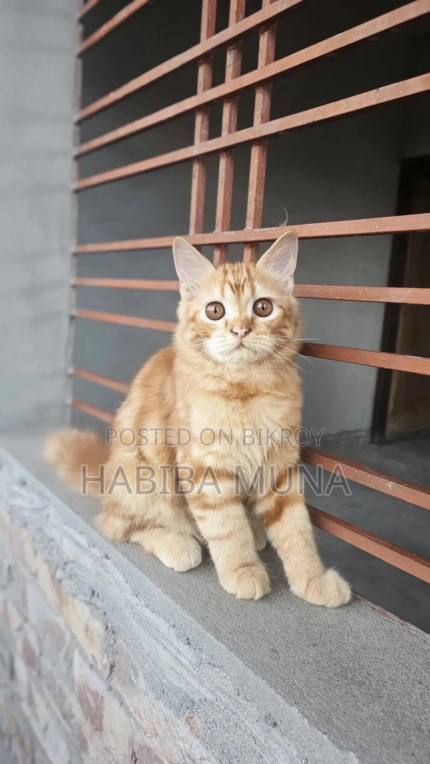 3-6 Months Male Purebred Persian