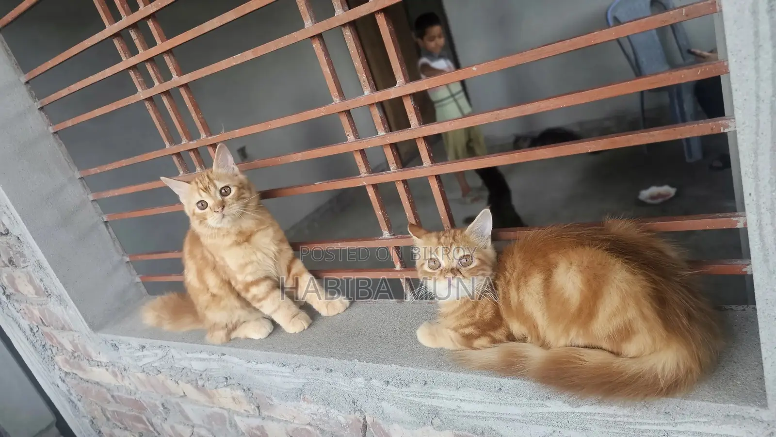 3-6 Months Male Purebred Persian