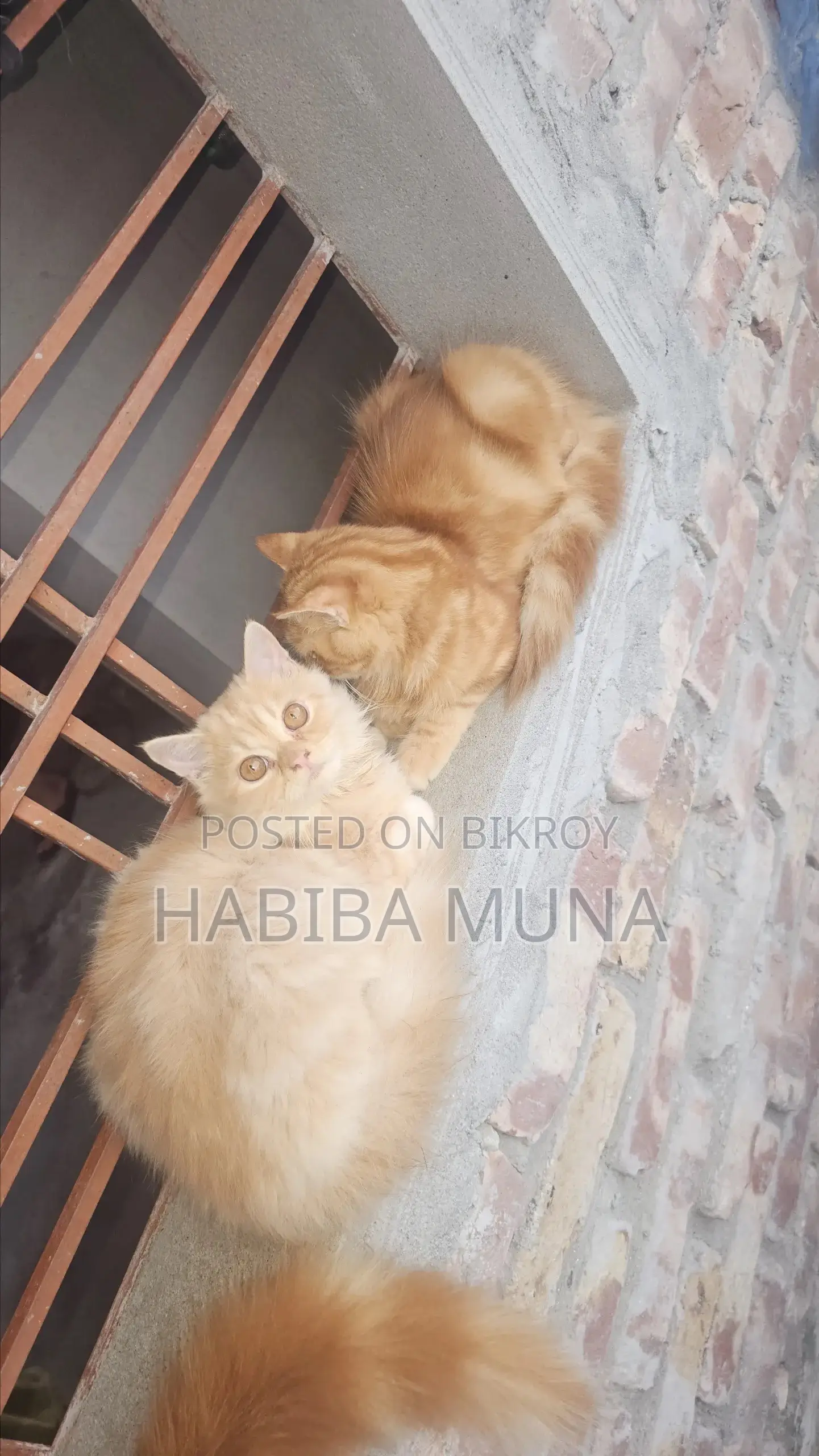 3-6 Months Male Purebred Persian