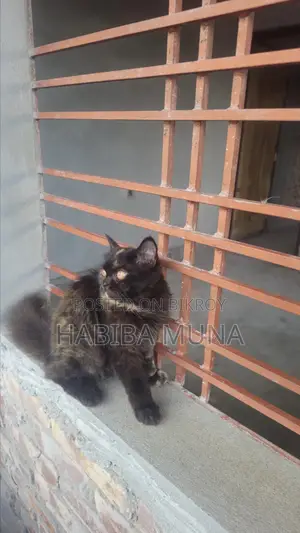 3-6 Months Male Purebred Persian