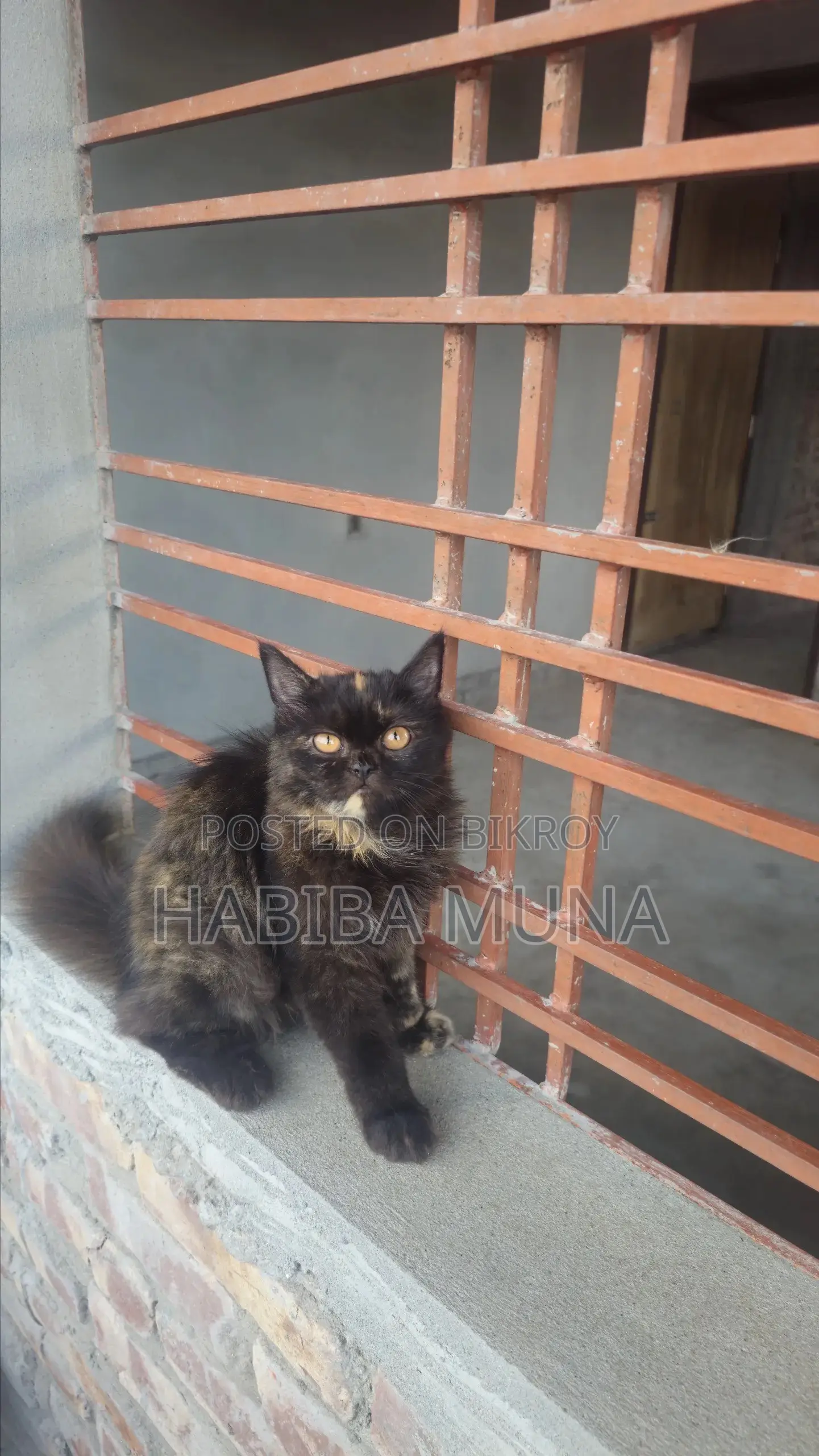 3-6 Months Male Purebred Persian