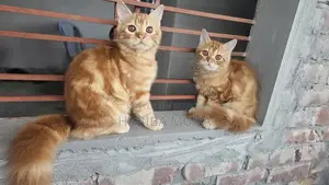 3-6 Months Male Purebred Persian