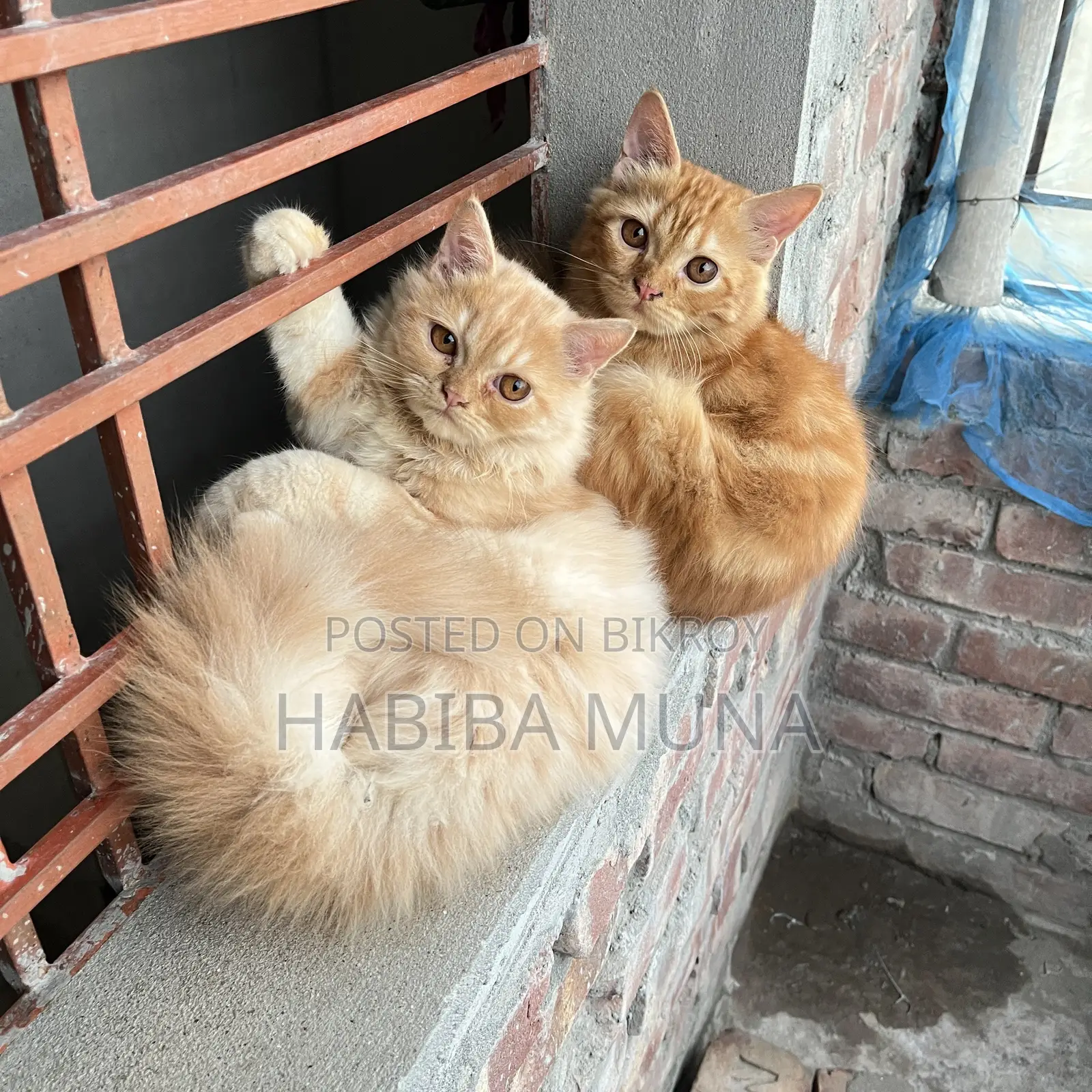 3-6 Months Male Purebred Persian