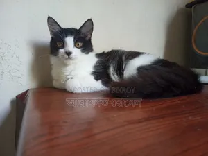 3-6 months Female Mixed Breed Persian Cat