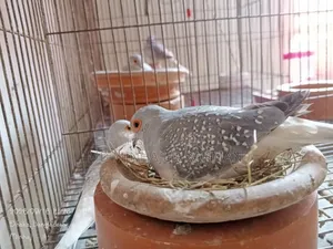 Birds for Sale