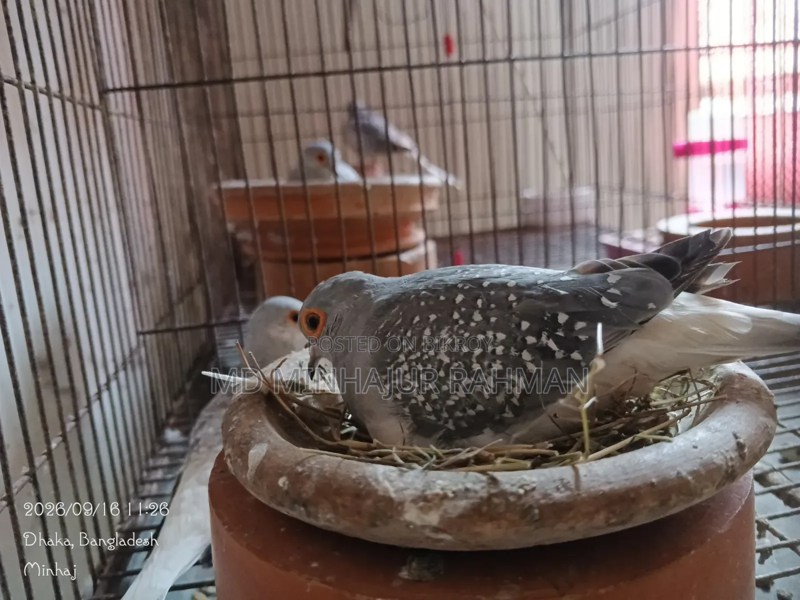 Birds for Sale