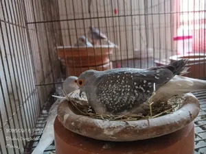 Birds for Sale