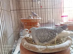 Birds for Sale