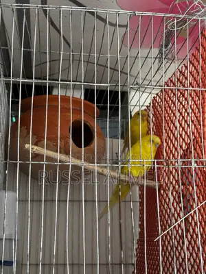 Budgie Running Pair