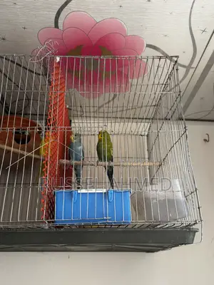 Budgie Running Pair