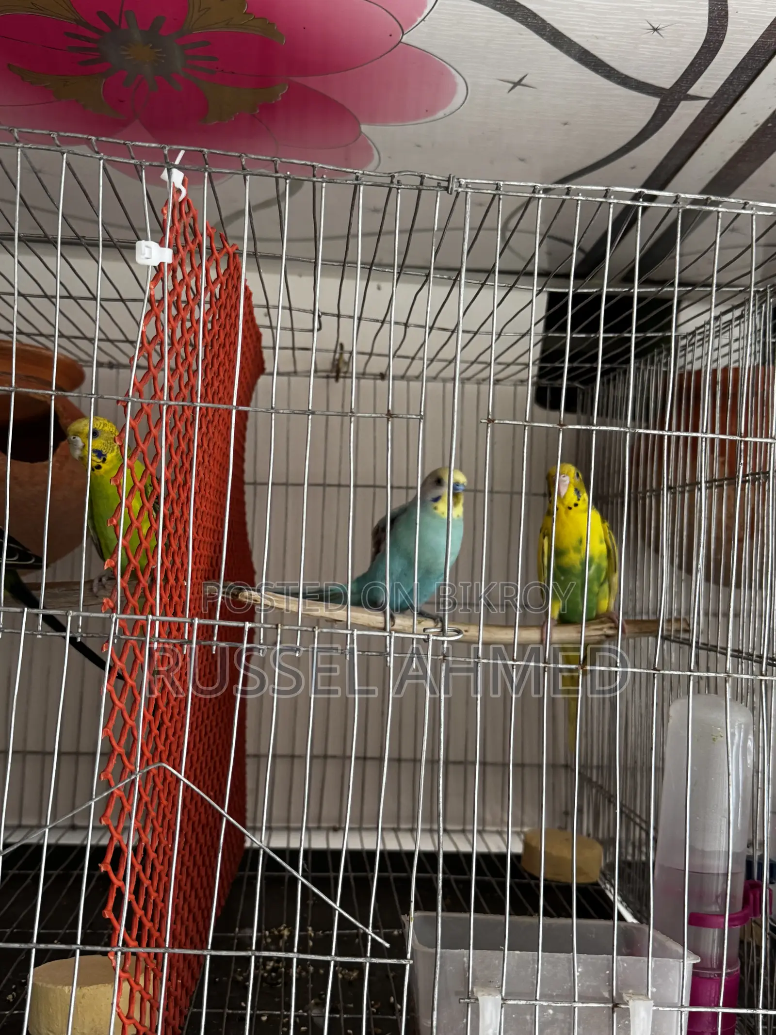 Budgie Running Pair
